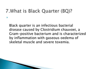 
Black quarter is an infectious bacterial
disease caused by Clostridium chauvoei, a
Gram-positive bacterium and is characterized
by inflammation with gaseous oedema of
skeletal muscle and severe toxemia.
 