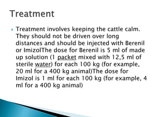  Treatment involves keeping the cattle calm.
They should not be driven over long
distances and should be injected with Berenil
or ImizolThe dose for Berenil is 5 ml of made
up solution (1 packet mixed with 12,5 ml of
sterile water) for each 100 kg (for example,
20 ml for a 400 kg animal)The dose for
Imizol is 1 ml for each 100 kg (for example, 4
ml for a 400 kg animal)
 