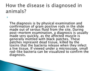 
The diagnosis is by physical examination and
confirmation of gram positive rods in the slide
made out of serous fluid from the site. During
post-mortem examination, a diagnosis is usually
made very quickly, as the affected muscle is
generally mottled with black patches. These
patches represent dead tissue, killed by the
toxins that the bacteria release when they infect
a live tissue. If viewed under a microscope, small
rod-like bacteria can be visualized to confirm the
diagnosis.
 