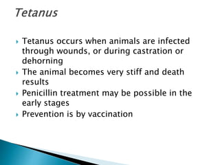  Tetanus occurs when animals are infected
through wounds, or during castration or
dehorning
 The animal becomes very stiff and death
results
 Penicillin treatment may be possible in the
early stages
 Prevention is by vaccination
 