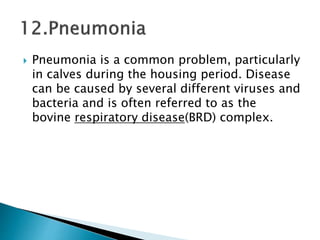  Pneumonia is a common problem, particularly
in calves during the housing period. Disease
can be caused by several different viruses and
bacteria and is often referred to as the
bovine respiratory disease(BRD) complex.
 