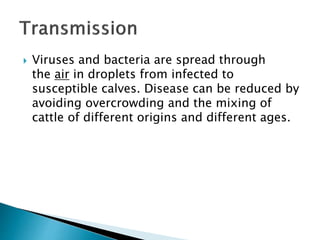  Viruses and bacteria are spread through
the air in droplets from infected to
susceptible calves. Disease can be reduced by
avoiding overcrowding and the mixing of
cattle of different origins and different ages.
 