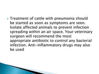  Treatment of cattle with pneumonia should
be started as soon as symptoms are seen.
Isolate affected animals to prevent infection
spreading within an air space. Your veterinary
surgeon will recommend the most
appropriate antibiotic to control any bacterial
infection. Anti-inflammatory drugs may also
be used
 