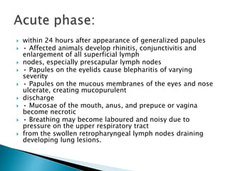  within 24 hours after appearance of generalized papules
 • Affected animals develop rhinitis, conjunctivitis and
enlargement of all superficial lymph
 nodes, especially prescapular lymph nodes
 • Papules on the eyelids cause blepharitis of varying
severity
 • Papules on the mucous membranes of the eyes and nose
ulcerate, creating mucopurulent
 discharge
 • Mucosae of the mouth, anus, and prepuce or vagina
become necrotic
 • Breathing may become laboured and noisy due to
pressure on the upper respiratory tract
 from the swollen retropharyngeal lymph nodes draining
developing lung lesions.
 