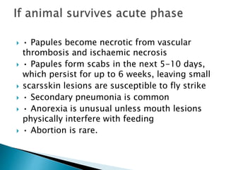  • Papules become necrotic from vascular
thrombosis and ischaemic necrosis
 • Papules form scabs in the next 5-10 days,
which persist for up to 6 weeks, leaving small
 scarsskin lesions are susceptible to fly strike
 • Secondary pneumonia is common
 • Anorexia is unusual unless mouth lesions
physically interfere with feeding
 • Abortion is rare.
 