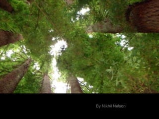 Redwood
Ecology
By Nikhil Nelson
 