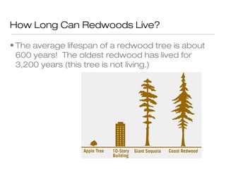 How Long Can Redwoods Live?
• The average lifespan of a redwood tree is about
600 years! The oldest redwood has lived for
3,200 years (this tree is not living.)
 