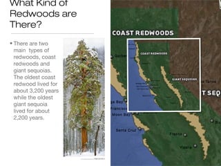 What Kind of
Redwoods are
There?
• There are two
main types of
redwoods, coast
redwoods and
giant sequoias.
The oldest coast
redwood lived for
about 3,200 years
while the oldest
giant sequoia
lived for about
2,200 years.
 