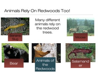Animals Rely On Redwoods Too!
Many different
animals rely on
the redwood
trees.
Animals of
the
Redwoods
Moose
Banana
Slug
Bear
Salamand
er
 