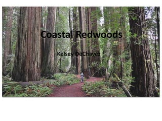 Coastal Redwoods
Kelsey DeChavez
 
