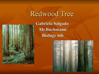 Redwood Tree Gabriela Salgado  Mr.Buchmann Biology 6th 