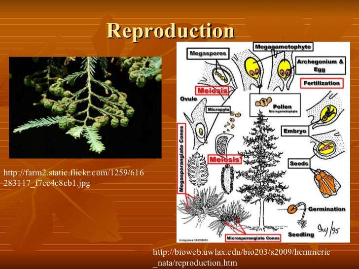 Gabriela Salgado 6th perdidon Redwood tree