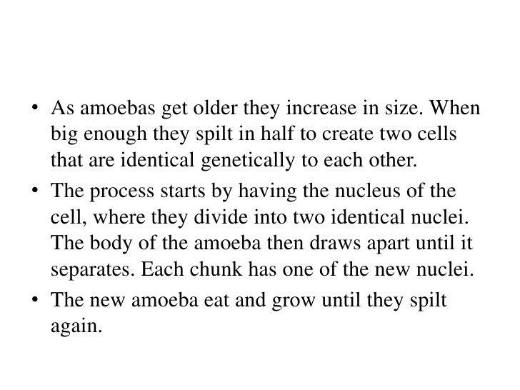 What is the relative size of an amoeba?