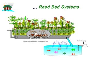 Reed bed water solutions lvk ppt | PPT