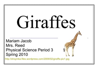 Giraffes Mariam Jacob Mrs. Reed Physical Science Period 3 Spring 2010 http://shoyinka.files.wordpress.com/2009/02/giraffe-pic1.jpg 