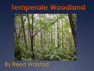 Temperate Woodland By Reed Walstad 