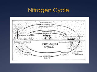 Nitrogen Cycle