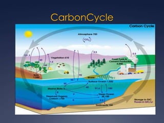 CarbonCycle
