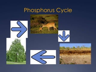 Phosphorus Cycle