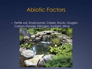 Abiotic FactorsFertile soil, Small ponds, Creeks, Rocks, Oxygen, Carbon Dioxide, Nitrogen, Sunlight, Wind