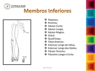  Iliopsoas;
 Pectínio;
 Adutor Curto;
 Adutor Longo;
 Adutor Magno;
 Grácil;
 Quadríceps;
 Tibial Anterior;
 Extensor Longo do Hálux;
 Extensor Longo dos Dedos;
 Fibular Terceiro;
 Fibulares Longo e Curto.
Fabio Mazzola
 