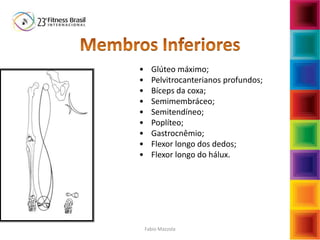 • Glúteo máximo;
• Pelvitrocanterianos profundos;
• Bíceps da coxa;
• Semimembráceo;
• Semitendíneo;
• Poplíteo;
• Gastrocnêmio;
• Flexor longo dos dedos;
• Flexor longo do hálux.
Fabio Mazzola
 