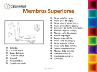  Deltóide;
 Coracobraquial;
 Bíceps do braço;
 Tríceps do braço
 Braquial;
 Braquiorradial;
 Pronador redondo;
 Flexor radial do carpo;
 Flexor ulnar do carpo;
 Flexor superficial dos dedos;
 Flexor profundo dos dedos;
 Extensores do punho e dos dedos
 Abdutor longo do polegar;
 Abdutor curto do polegar;
 Adutor do polegar;
 Oponente do polegar;
 Flexor curto do polegar;
 Flexor longo do polegar;
 Flexor curto dedo mínimo;
 Oponente dedo mínimo;
 Abdutor dedo mínimo;
 Interósseos dorsais;
 Interósseos palmares;
 Lumbricais.
Fabio Mazzola
 