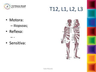 Fabio Mazzola
T12, L1, L2, L3
• Motora:
– Iliopsoas;
• Reflexa:
– -
• Sensitiva:
 