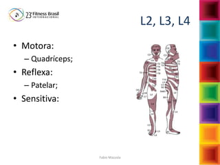 Fabio Mazzola
L2, L3, L4
• Motora:
– Quadríceps;
• Reflexa:
– Patelar;
• Sensitiva:
 