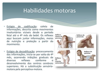 Estágio de codificação: coleta de
informações, descrita como movimentos
involuntários visíveis desde o período
fetal até o 4º mês do bebê. Os reflexos
aqui buscam juntar informações, meios
de nutrição e proteção a partir do
movimento.
 Estágio de decodificação: processamento
das informações, inicia-se por volta do 4º
mês, ocorrendo inibições graduais de
diversos reflexos conforme o
desenvolvimento dos centros cerebrais
superiores. Há a substituição sensório-
motora pela perceptiva-motora.
Habilidades motoras
 