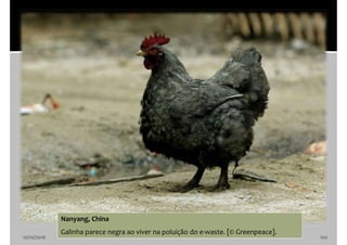 10/10/2016 102
Nanyang, China
Galinha parece negra ao viver na poluição do e-waste. [© Greenpeace].
 
