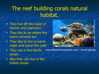 Reef Building Reef Building Corals | PPT