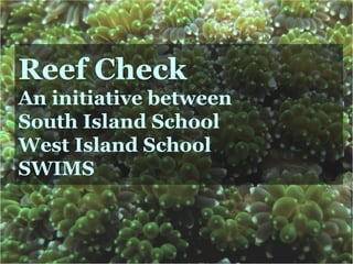 Reef Check An initiative between South Island School West Island School SWIMS 