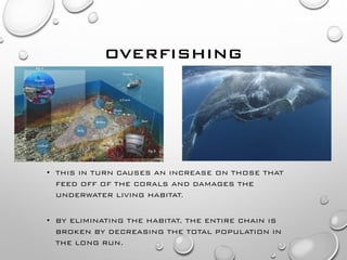 OVERFISHING
• THIS IN TURN CAUSES AN INCREASE ON THOSE THAT
FEED OFF OF THE CORALS AND DAMAGES THE
UNDERWATER LIVING HABIT...