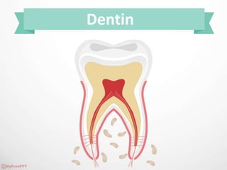 Dentin
 