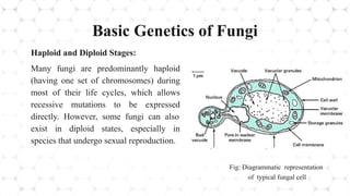 Fungal Genetics : Unlocking the Secrets of Fungal Genetics: From Model ...