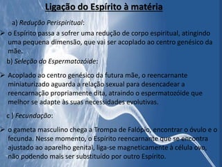 Ligação do Espírito à matéria
a) Redução Perispiritual:
 o Espírito passa a sofrer uma redução de corpo espiritual, atingindo
uma pequena dimensão, que vai ser acoplado ao centro genésico da
mãe.
b) Seleção do Espermatozóide:
 Acoplado ao centro genésico da futura mãe, o reencarnante
miniaturizado aguarda a relação sexual para desencadear a
reencarnação propriamente dita, atraindo o espermatozóide que
melhor se adapte às suas necessidades evolutivas.
c ) Fecundação:
 o gameta masculino chega a Trompa de Falópio, encontrar o óvulo e o
fecunda. Nesse momento, o Espírito reencarnante que se encontra
ajustado ao aparelho genital, liga-se magneticamente à célula ovo,
não podendo mais ser substituído por outro Espírito.
 