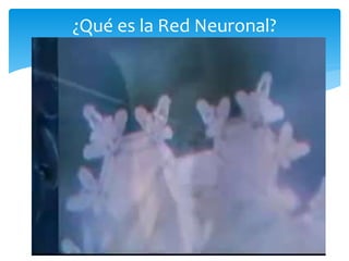 ¿Qué es la Red Neuronal?
 