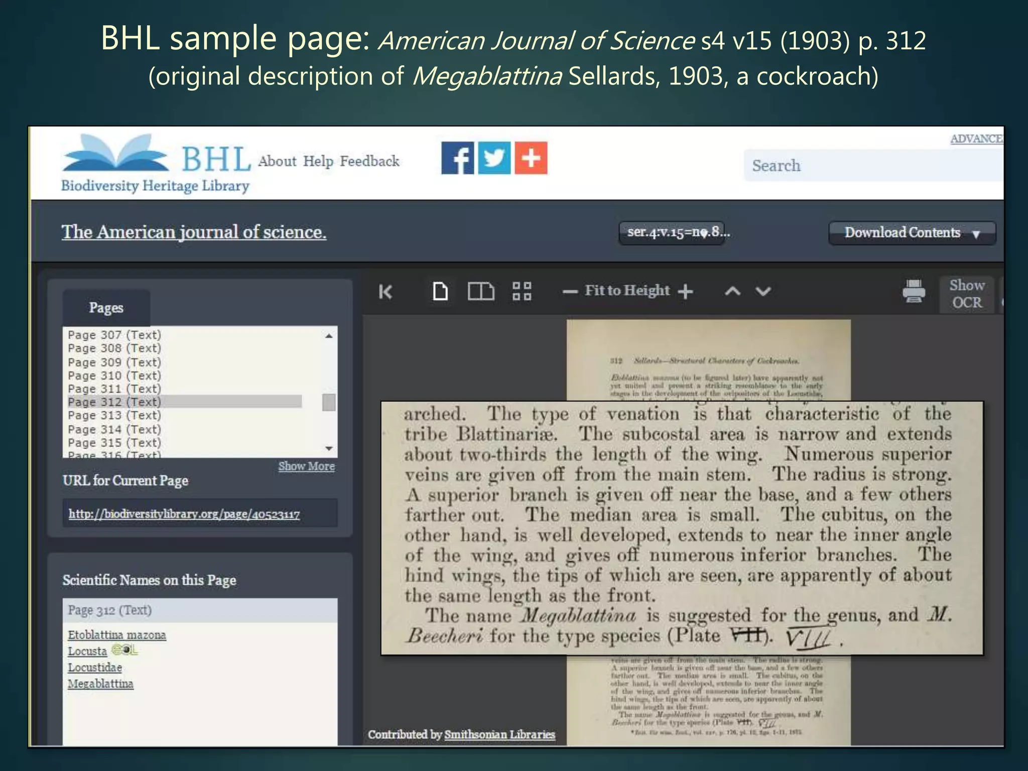 BHL sample page: American Journal of Science s4 v15 (1903) p. 312
(original description of Megablattina Sellards, 1903, a cockroach)
 