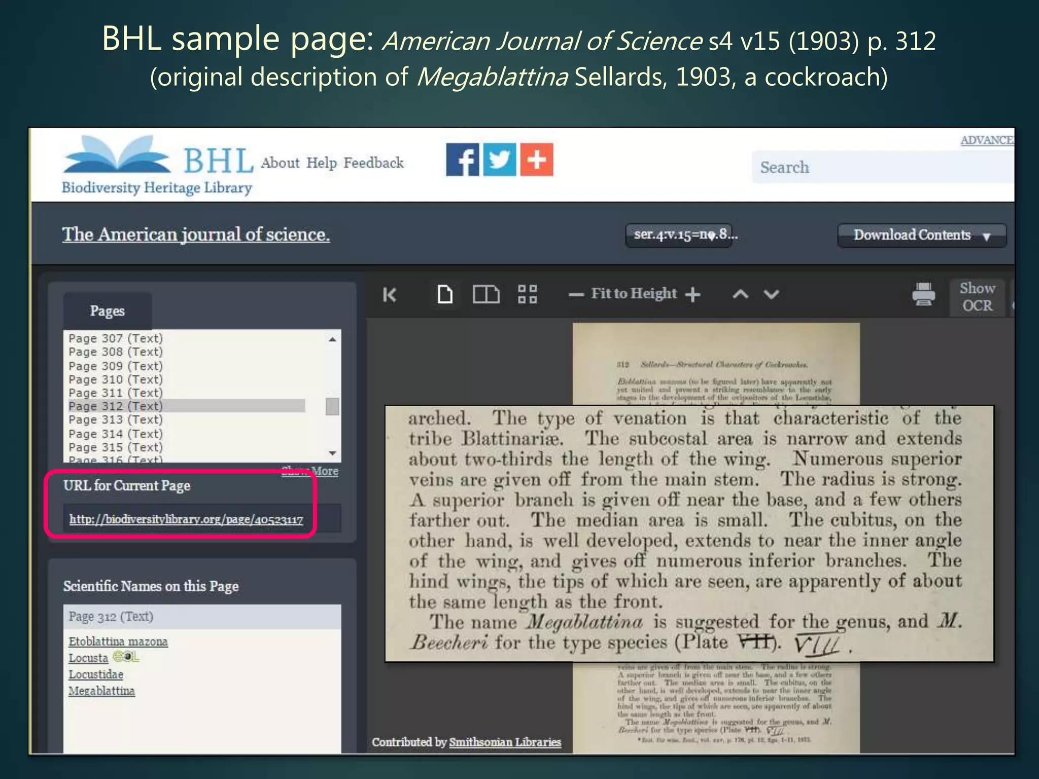 BHL sample page: American Journal of Science s4 v15 (1903) p. 312
(original description of Megablattina Sellards, 1903, a cockroach)
 