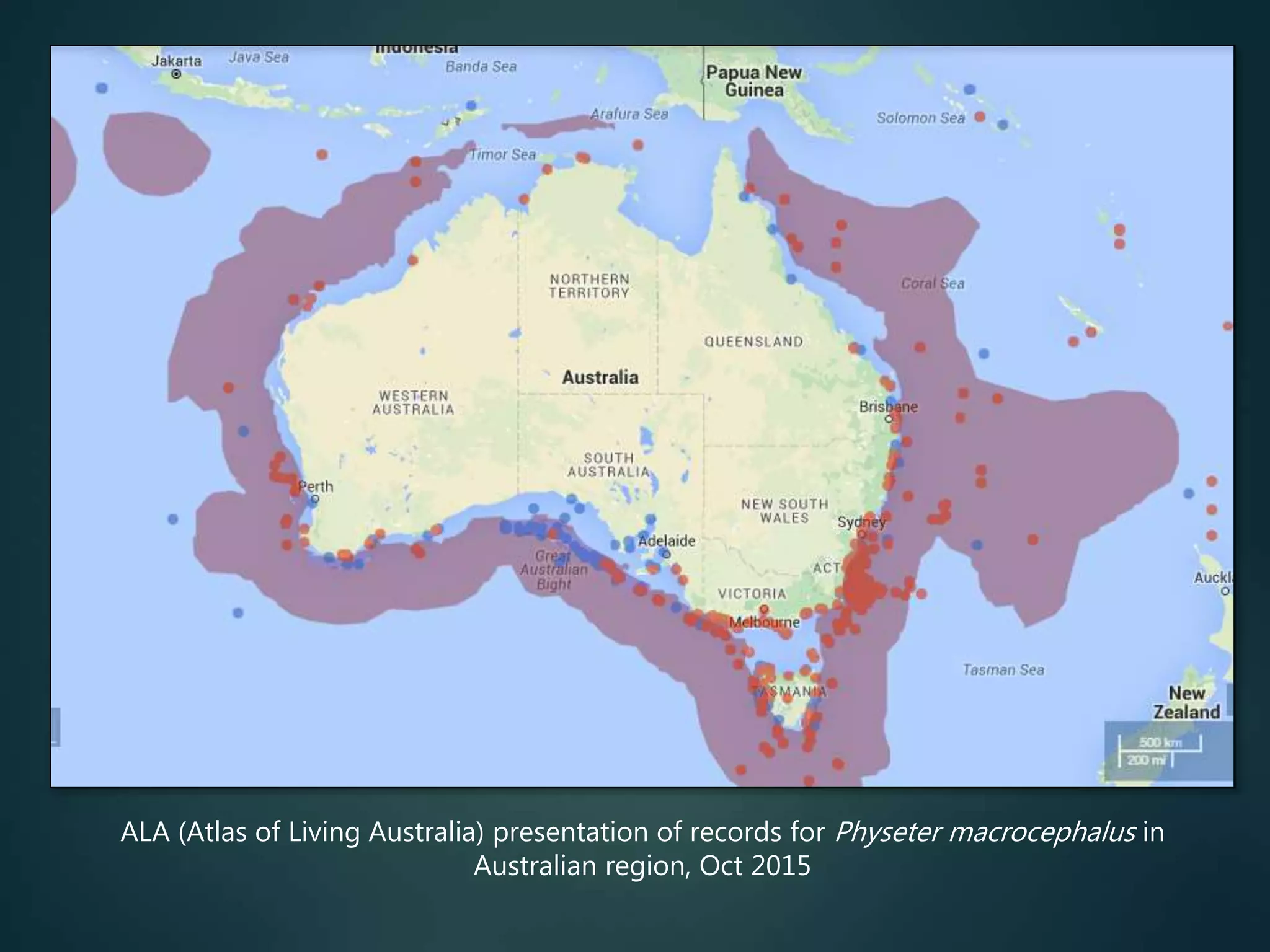 ALA (Atlas of Living Australia) presentation of records for Physeter macrocephalus in
Australian region, Oct 2015
 