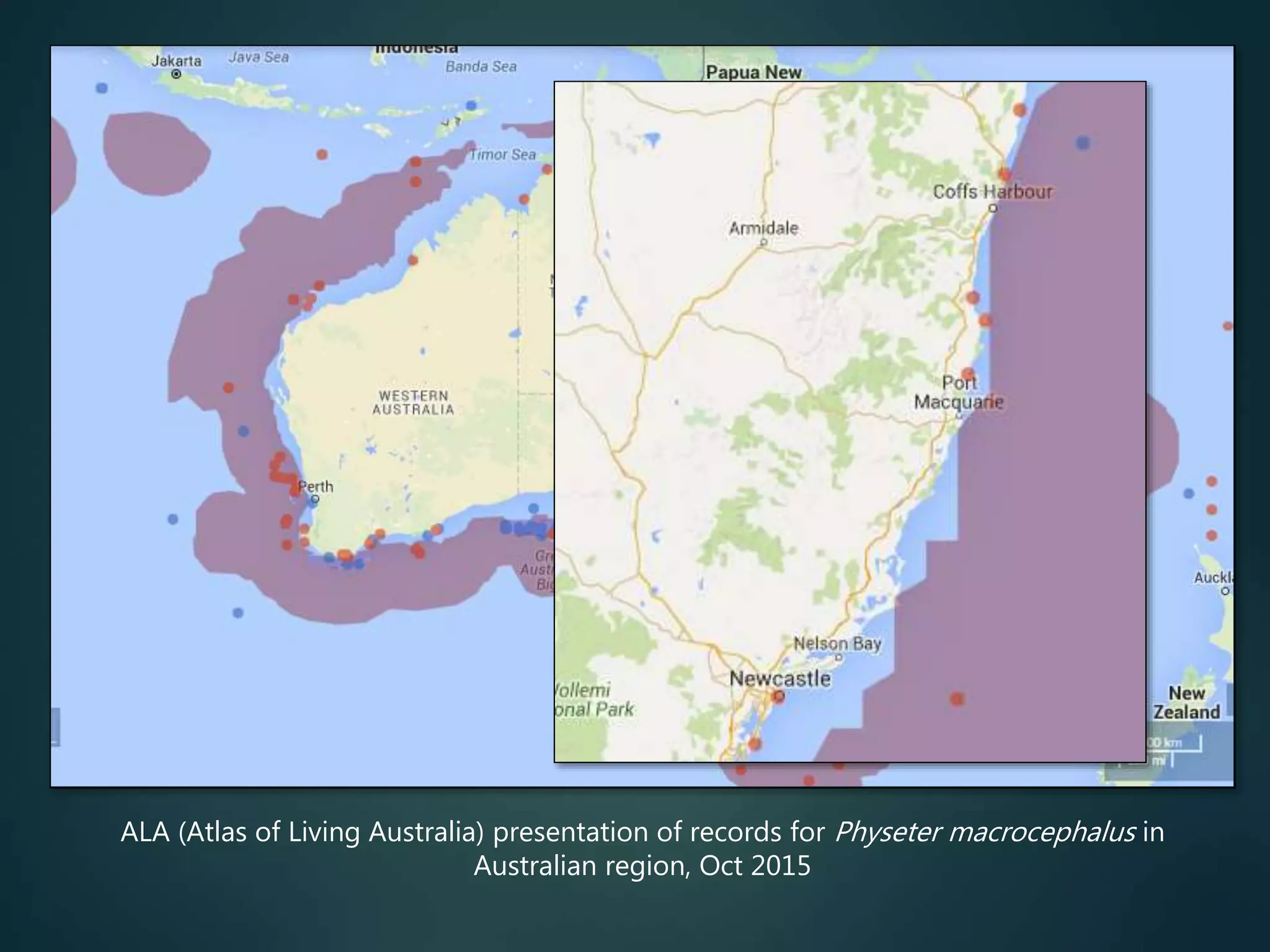 ALA (Atlas of Living Australia) presentation of records for Physeter macrocephalus in
Australian region, Oct 2015
 