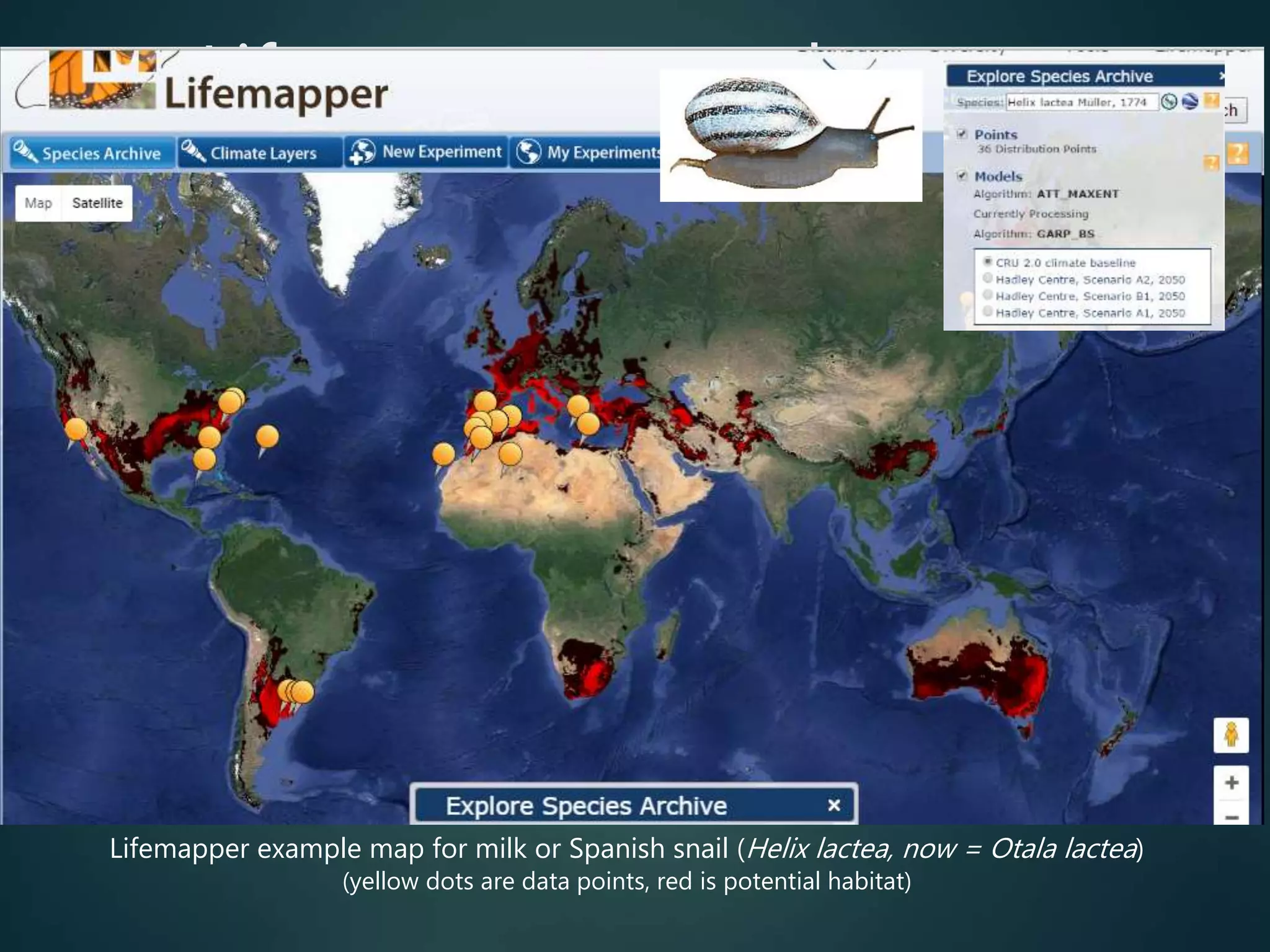 Lifemapper example map
Lifemapper example map for milk or Spanish snail (Helix lactea, now = Otala lactea)
(yellow dots are data points, red is potential habitat)
 