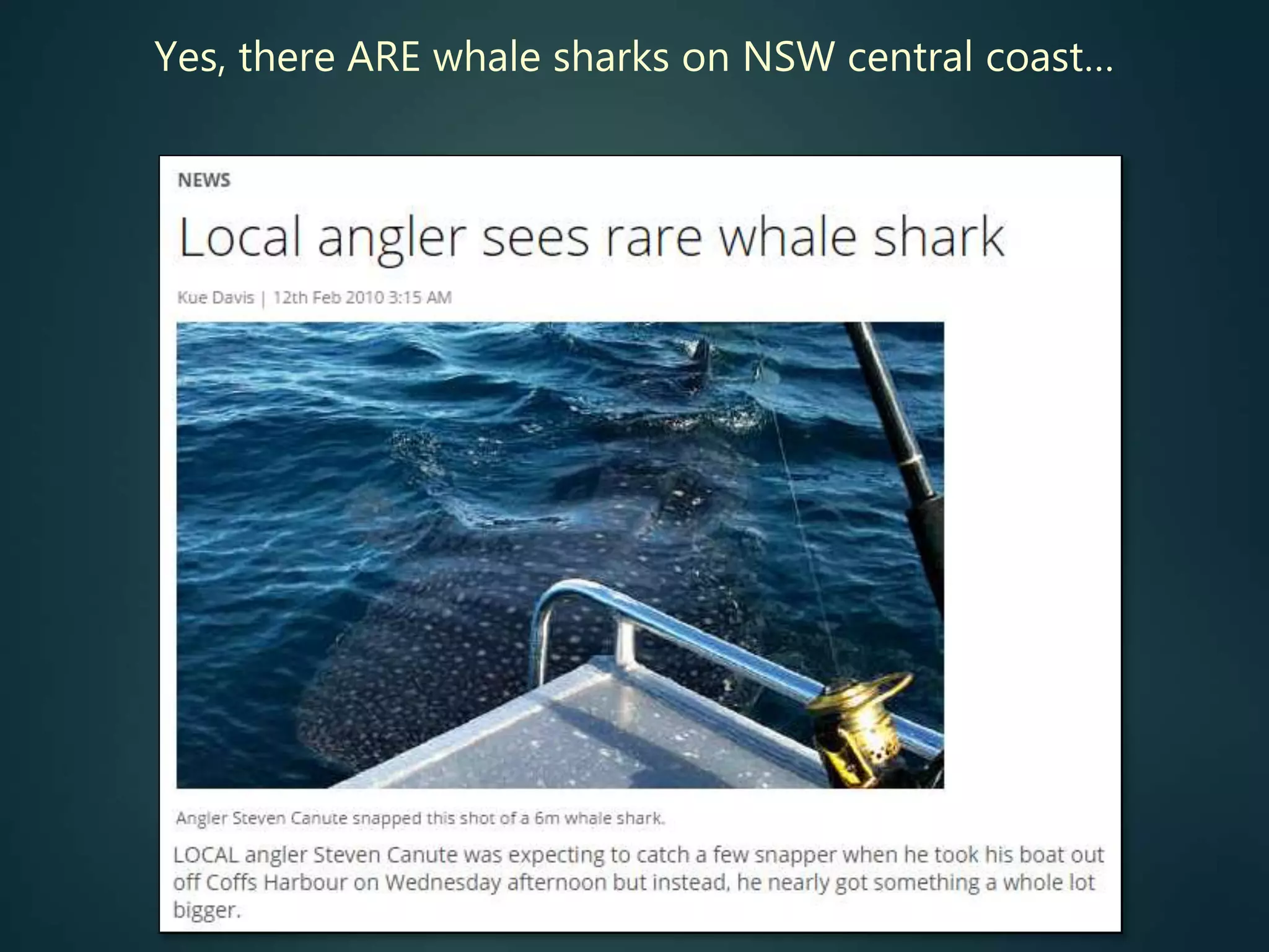 Yes, there ARE whale sharks on NSW central coast…
 