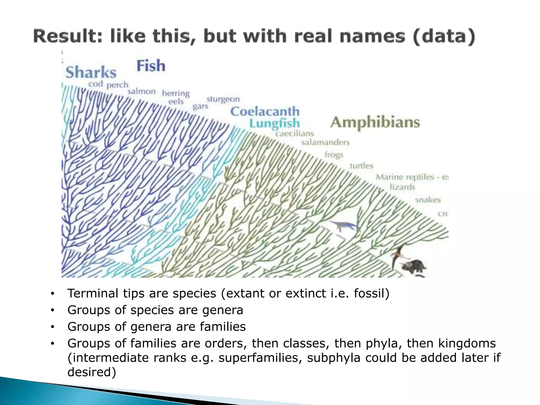• Terminal tips are species (extant or extinct i.e. fossil)
• Groups of species are genera
• Groups of genera are families
• Groups of families are orders, then classes, then phyla, then kingdoms
(intermediate ranks e.g. superfamilies, subphyla could be added later if
desired)
 