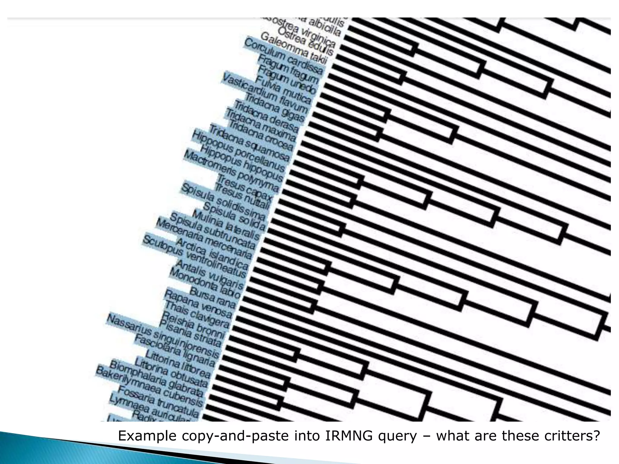 Example copy-and-paste into IRMNG query – what are these critters?
 
