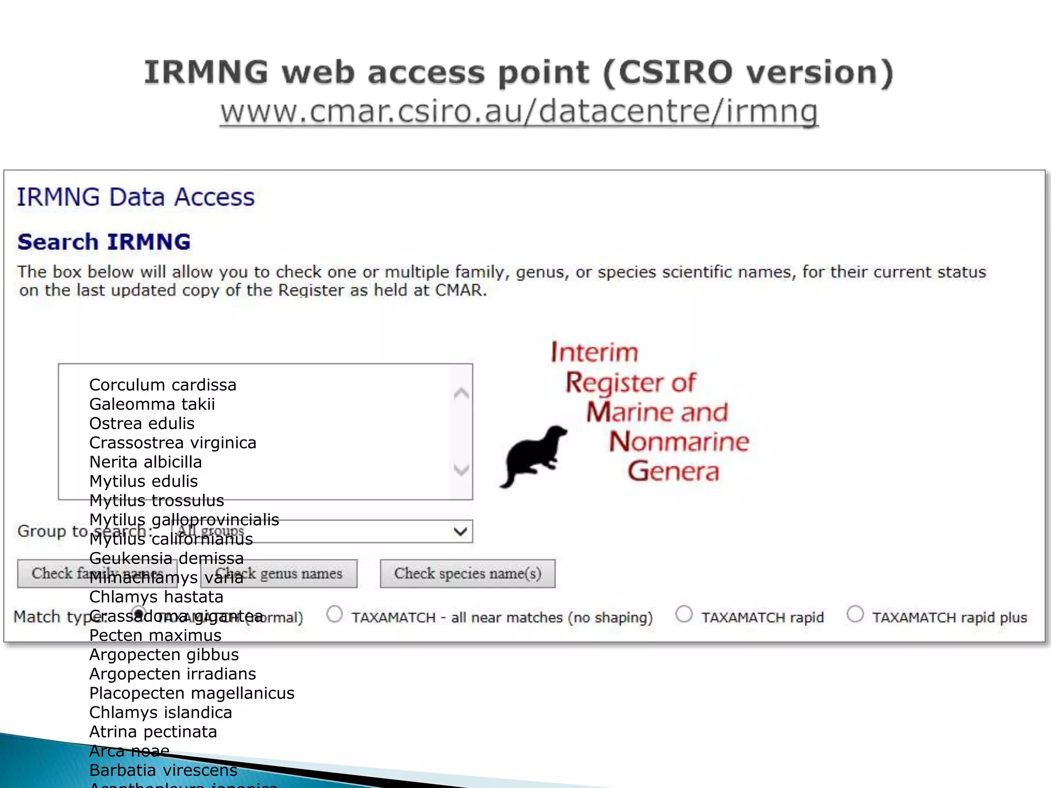 Corculum cardissa
Galeomma takii
Ostrea edulis
Crassostrea virginica
Nerita albicilla
Mytilus edulis
Mytilus trossulus
Mytilus galloprovincialis
Mytilus californianus
Geukensia demissa
Mimachlamys varia
Chlamys hastata
Crassadoma gigantea
Pecten maximus
Argopecten gibbus
Argopecten irradians
Placopecten magellanicus
Chlamys islandica
Atrina pectinata
Arca noae
Barbatia virescens
 