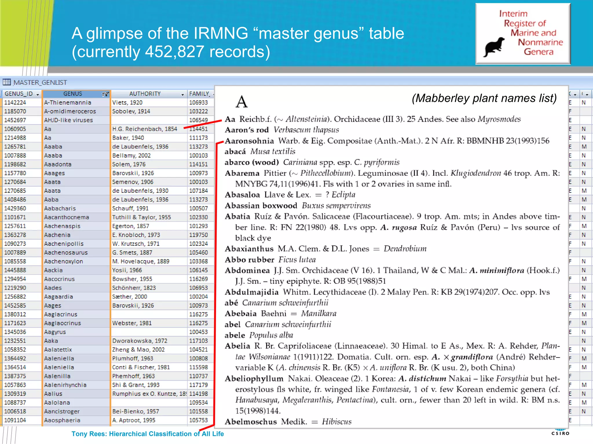 A glimpse of the IRMNG “master genus” table (currently 452,827 records) Tony Rees: Hierarchical Classification of All Life (Mabberley plant names list) 