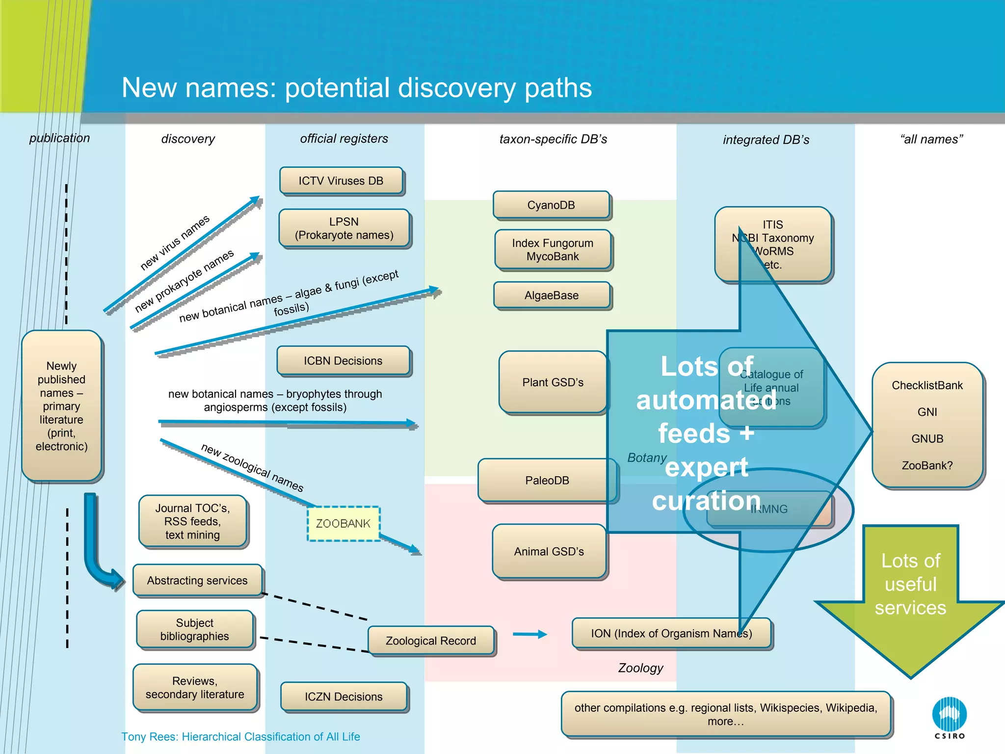 New names: potential discovery paths Tony Rees: Hierarchical Classification of All Life new virus names new prokaryote names new botanical names – algae & fungi (except fossils) new botanical names – bryophytes through angiosperms (except fossils) new zoological names publication discovery official registers taxon-specific DB’s integrated DB’s “ all names” Botany Zoology Newly published names – primary literature (print, electronic) ICTV Viruses DB LPSN (Prokaryote names) ICBN Decisions ICZN Decisions Journal TOC’s, RSS feeds, text mining Abstracting services Subject bibliographies Reviews, secondary literature Zoological Record ION (Index of Organism Names) ChecklistBank GNI GNUB ZooBank? Catalogue of Life annual editions ITIS NCBI Taxonomy WoRMS etc. CyanoDB Index Fungorum MycoBank AlgaeBase Plant GSD’s PaleoDB Animal GSD’s other compilations e.g. regional lists, Wikispecies, Wikipedia, more… IRMNG Lots of automated feeds + expert curation Lots of useful services 