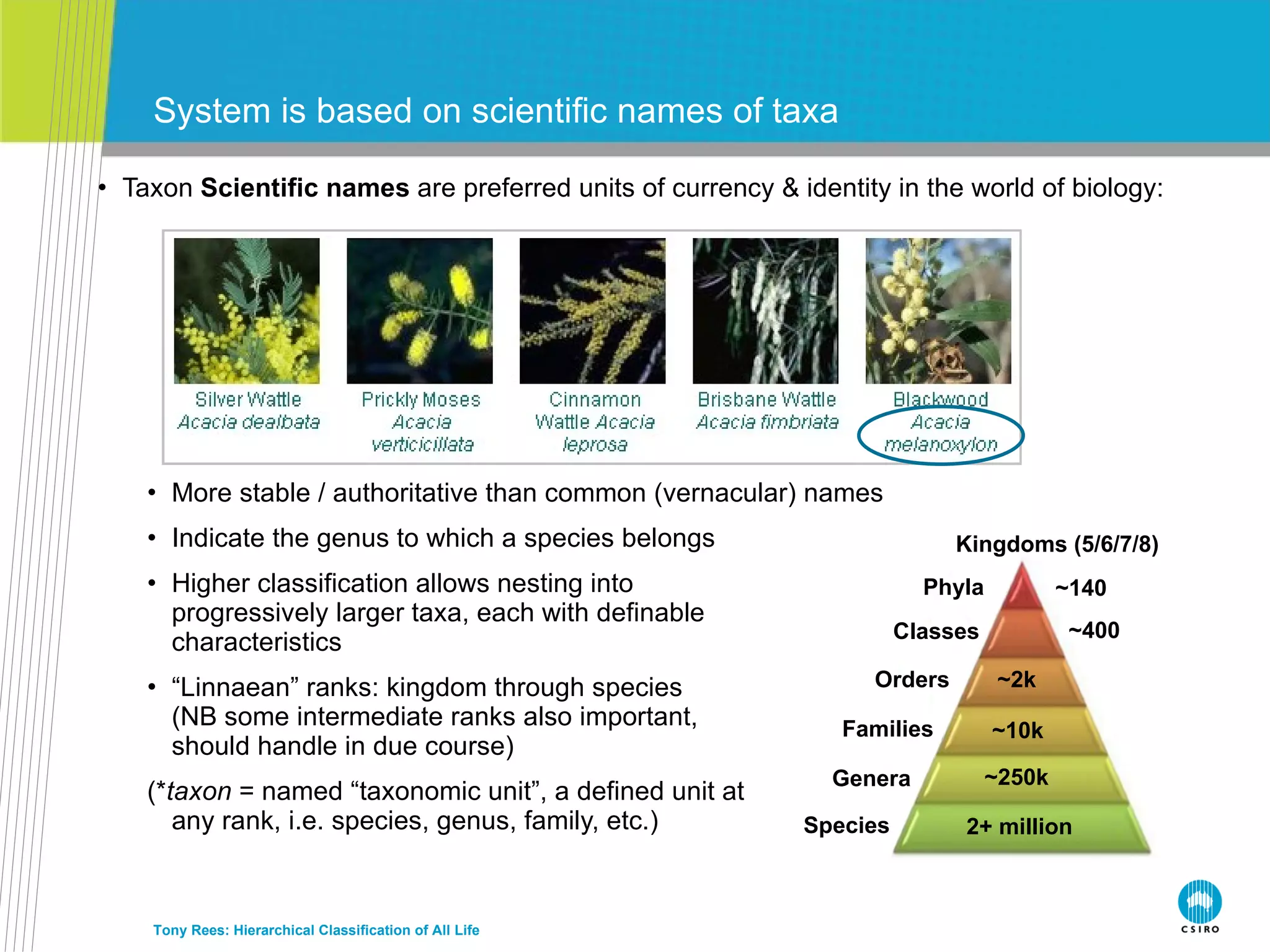 Taxon  Scientific names  are preferred units of currency & identity in the world of biology: More stable / authoritative than common (vernacular) names Indicate the genus to which a species belongs Higher classification allows nesting into progressively larger taxa, each with definable characteristics “ Linnaean” ranks: kingdom through species (NB some intermediate ranks also important, should handle in due course) (* taxon  = named “taxonomic unit”, a defined unit at any rank, i.e. species, genus, family, etc.) System is based on scientific names of taxa Tony Rees: Hierarchical Classification of All Life 2+ million ~250k ~10k ~2k Kingdoms (5/6/7/8) ~400 ~140 Phyla Classes Orders Families Genera Species 
